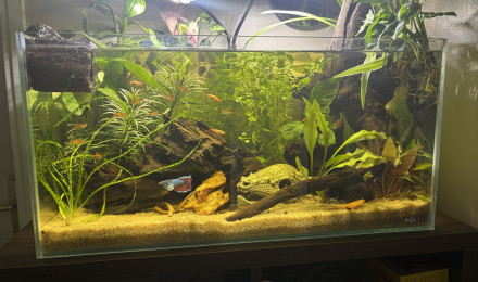 aquarium Tank AQUAEL 60 Stella