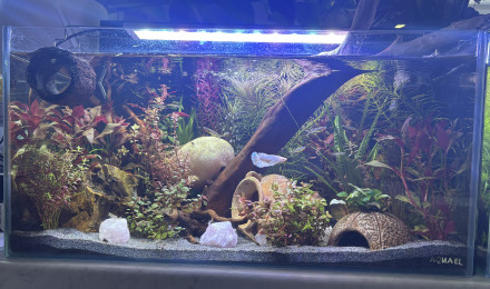 aquarium Tank AQUAEL 60 Perle