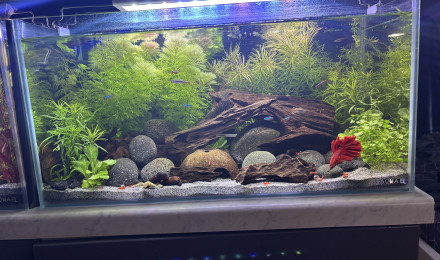 aquarium Tank AQUAEL 60 Haribo