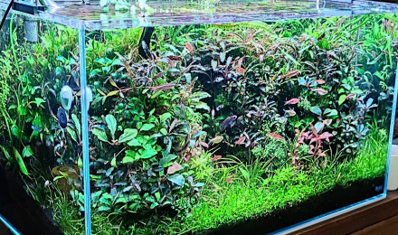 aquarium Patrick cornu