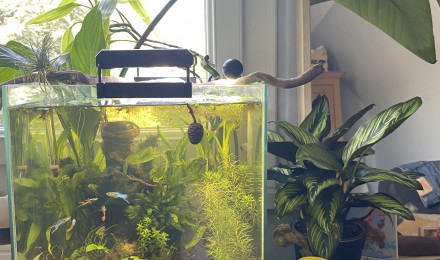 aquarium 30l biotope asiatique