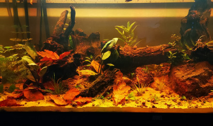 aquarium Betta mahachaensis