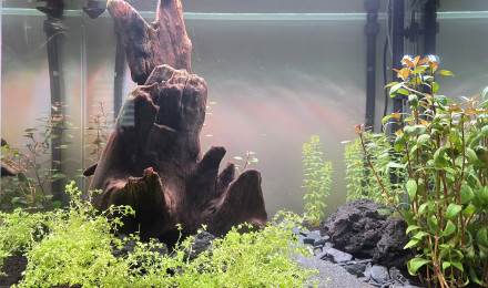 aquarium Aqua