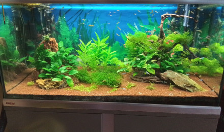 aquarium Bac 250 L