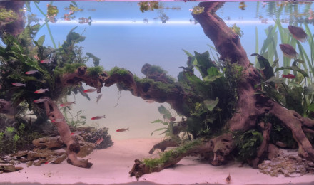 aquarium Mon bac