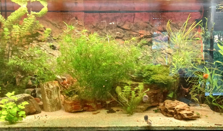 aquarium Juwel Rio 350