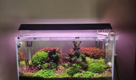 aquarium Cuve 112L Aquael
