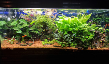 aquarium Salle à manger