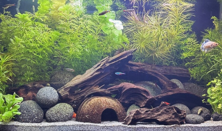 aquarium Tank AQUAEL 60 Nébula