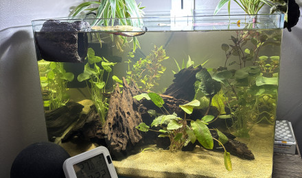 aquarium Scaper s tank Dennerle 35 Haribo
