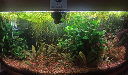aquarium Mon aquarium à Channa bleheri