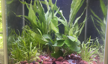 aquarium Cube 10l net 14l brut