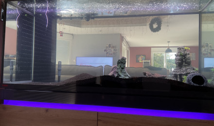 aquarium Aqualotl