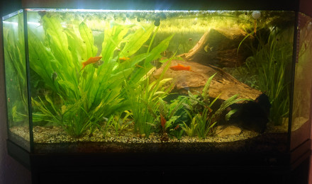 aquarium Angle