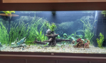 aquarium Juwel 240 Fred