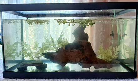 aquarium Aqua Red Cherry