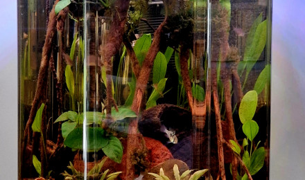 aquarium Octogone