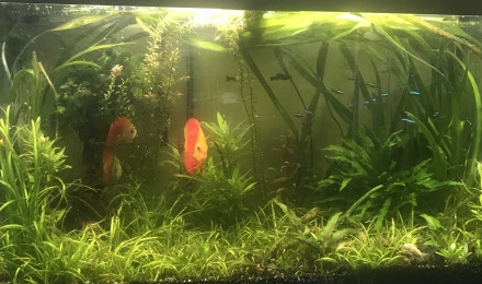 aquarium Aquarium 1