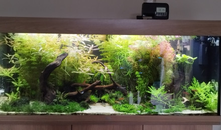 aquarium Rio 240