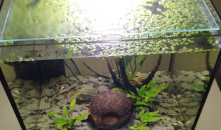 aquarium Betta d Arthur
