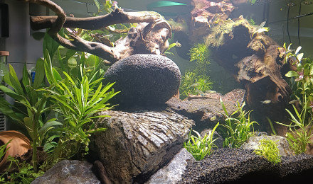 aquarium Biotope asiatique