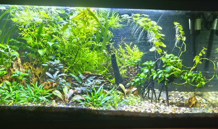 aquarium Tanker