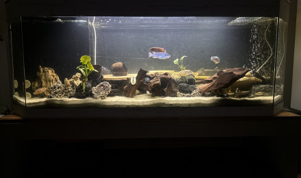 aquarium Cichildee