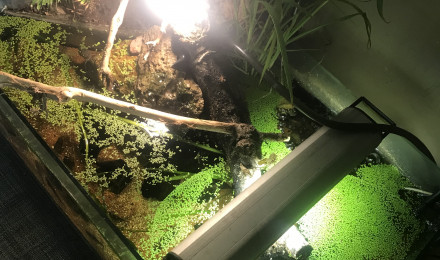 aquarium Aquarium tortue