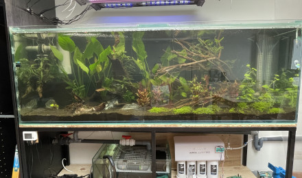 aquarium Amazonien