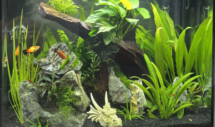 aquarium Varedra