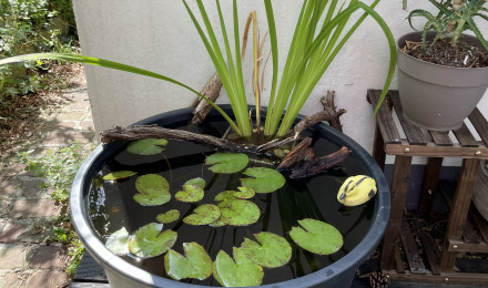 aquarium Mini bassin