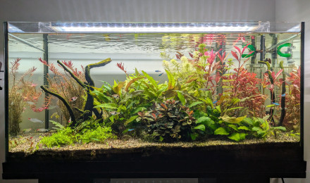 aquarium Juwel Primo 110