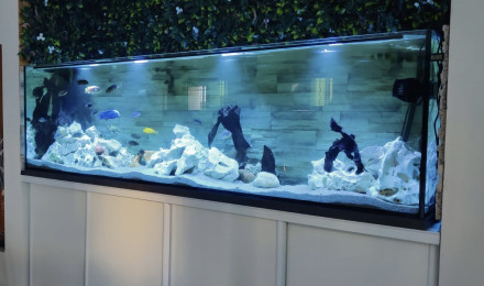 aquarium 1000 litres