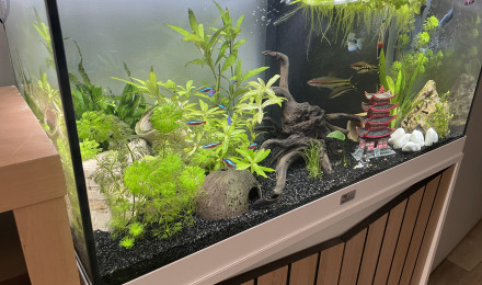 aquarium La fosse aux poissons