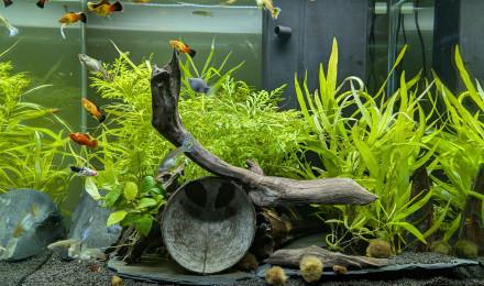 aquarium CIANO EMOTION PRO 60