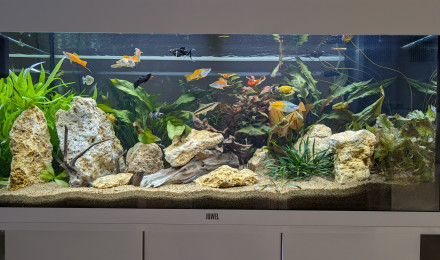 aquarium JUWEL RIO180 ENTREE