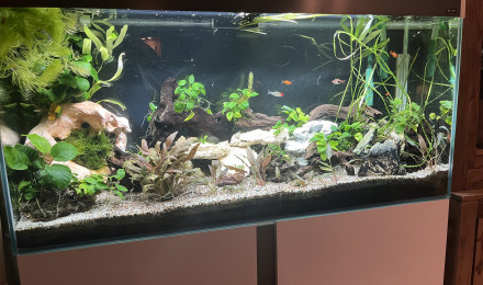 aquarium 240 litres