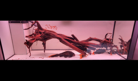 aquarium bac a pseudacanthicus