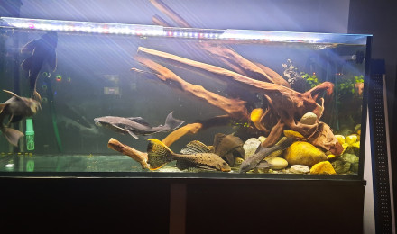 aquarium aquarium eheim