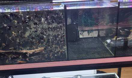 aquarium batterie 1