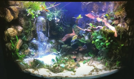 aquarium Trigon 190 pop amazonienne