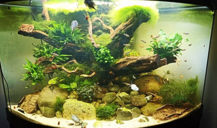 aquarium Rivière asiatique