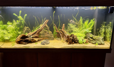 aquarium 240L communautaire