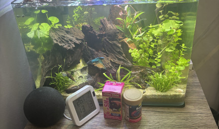 aquarium Scaper s tank Dennerle 35 Yuki