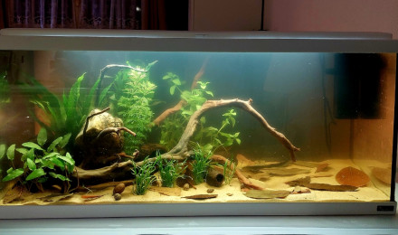 aquarium 85l Blackwater Amazonien