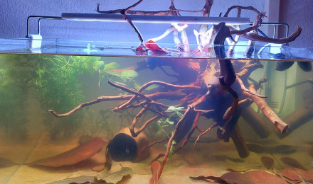 aquarium 25l Black Water