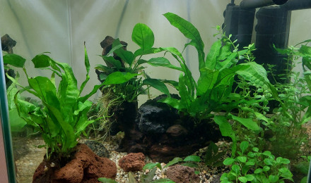 aquarium 30 L