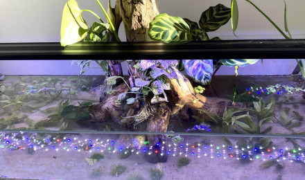 aquarium Aquarium