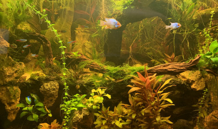 aquarium Black water jungle