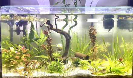 aquarium Aquarium bords arrondie